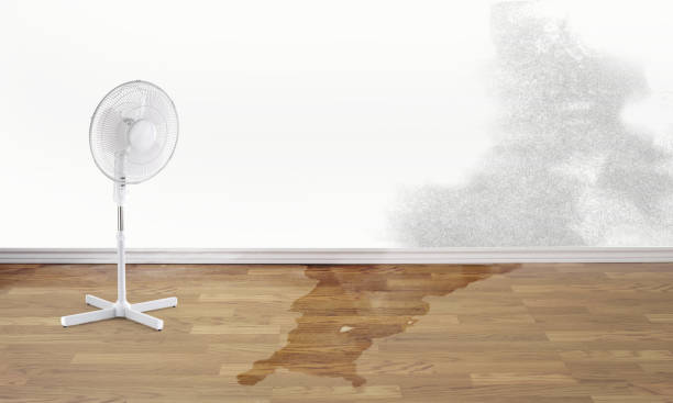 Best Carpet water damage restoration  in Del Mar, CA